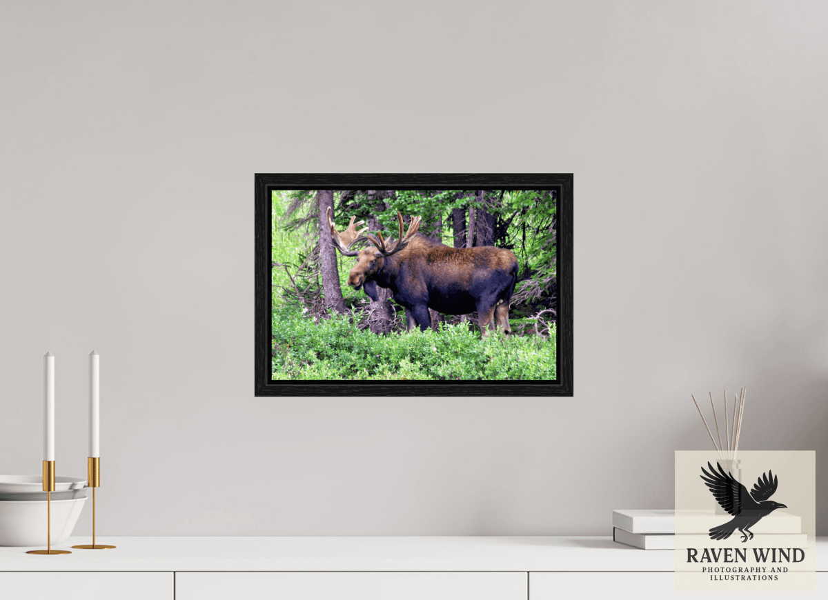 Raven Wind Photography & Illustrations-Watchful Moose Fine Art Wildlife Print -