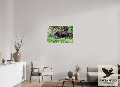 Raven Wind Photography & Illustrations-Watchful Moose Fine Art Wildlife Print -