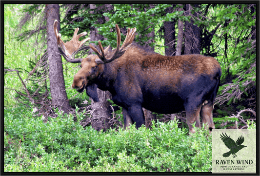 Raven Wind Photography & Illustrations-Watchful Moose Fine Art Wildlife Print -