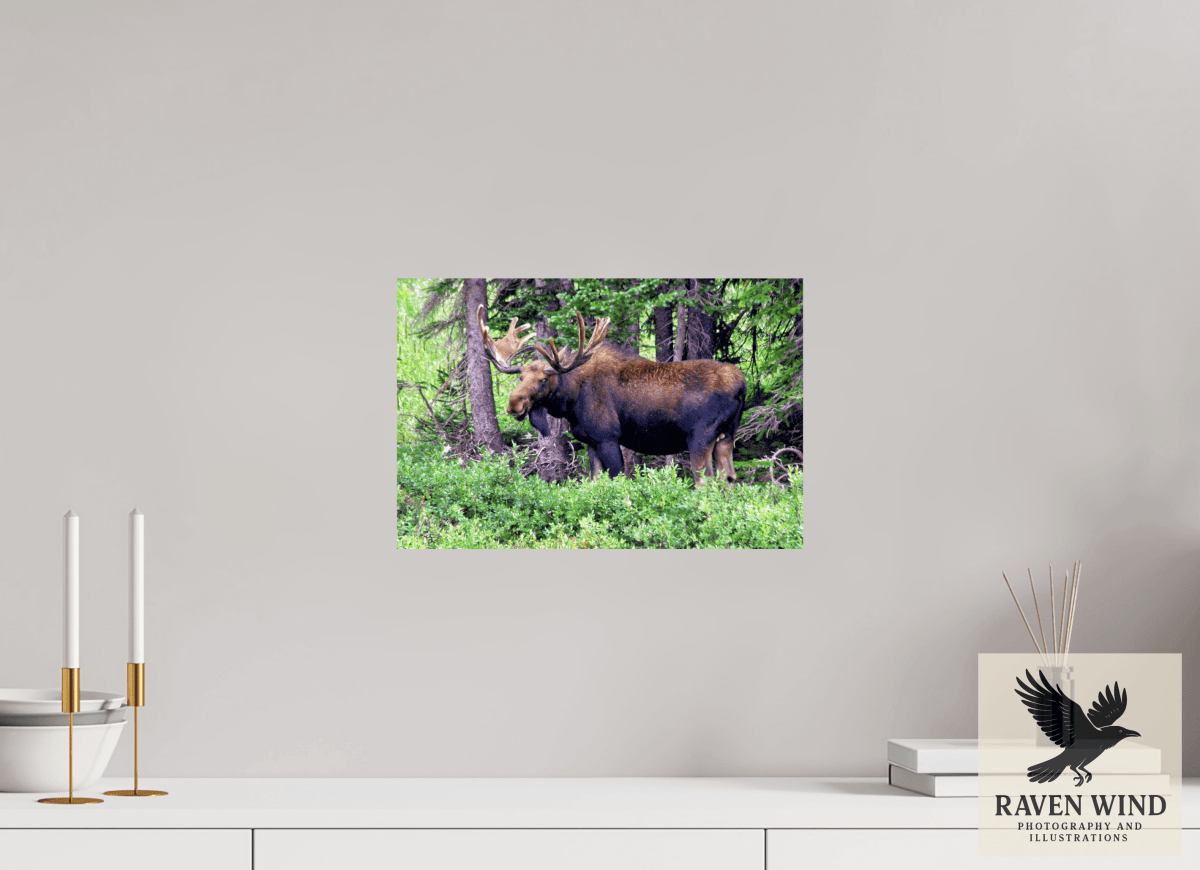 Raven Wind Photography & Illustrations-Watchful Moose Fine Art Wildlife Print -