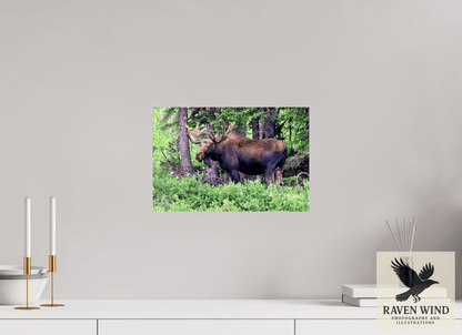 Raven Wind Photography & Illustrations-Watchful Moose Fine Art Wildlife Print -