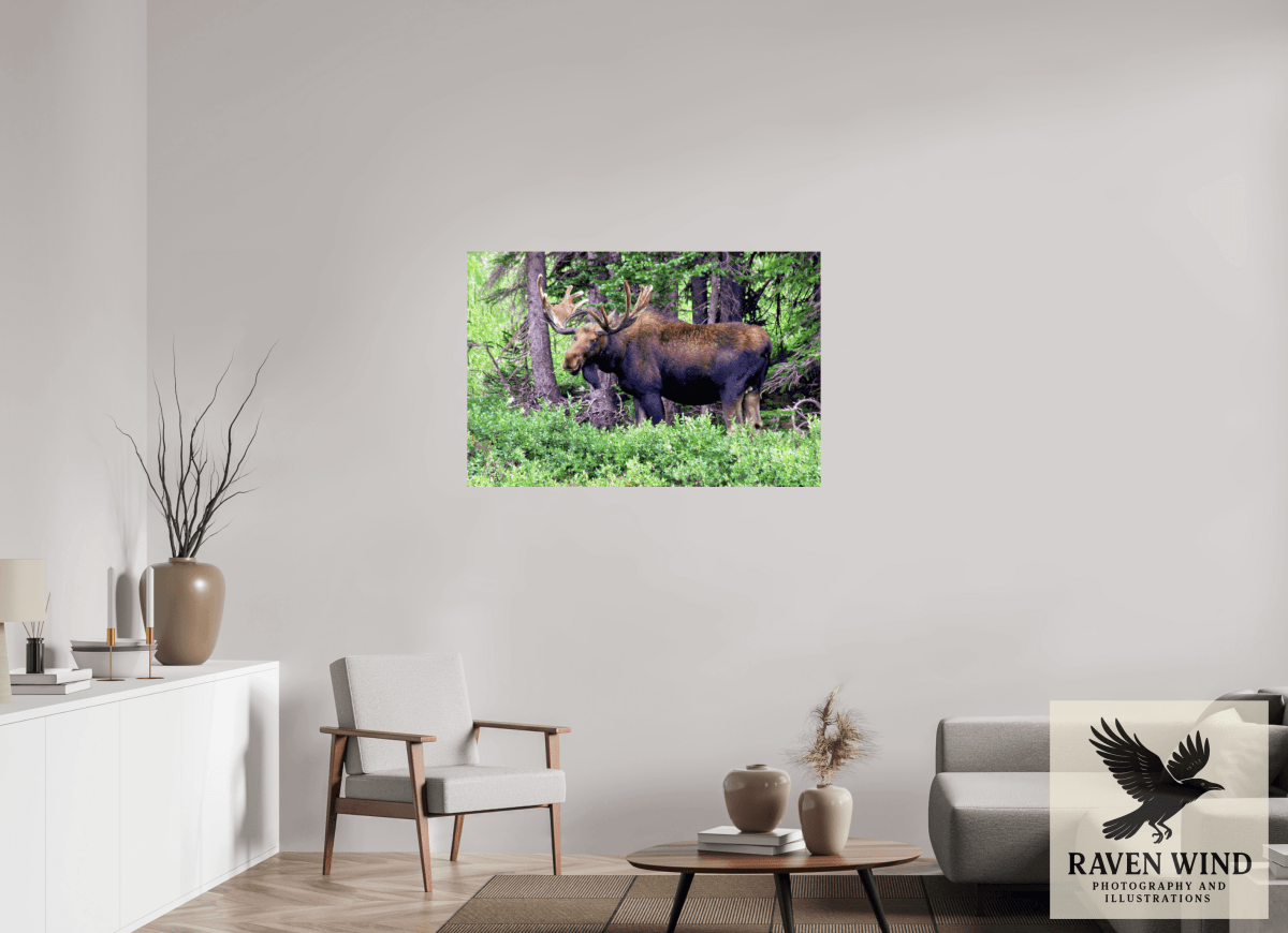 Raven Wind Photography & Illustrations-Watchful Moose Fine Art Wildlife Print -