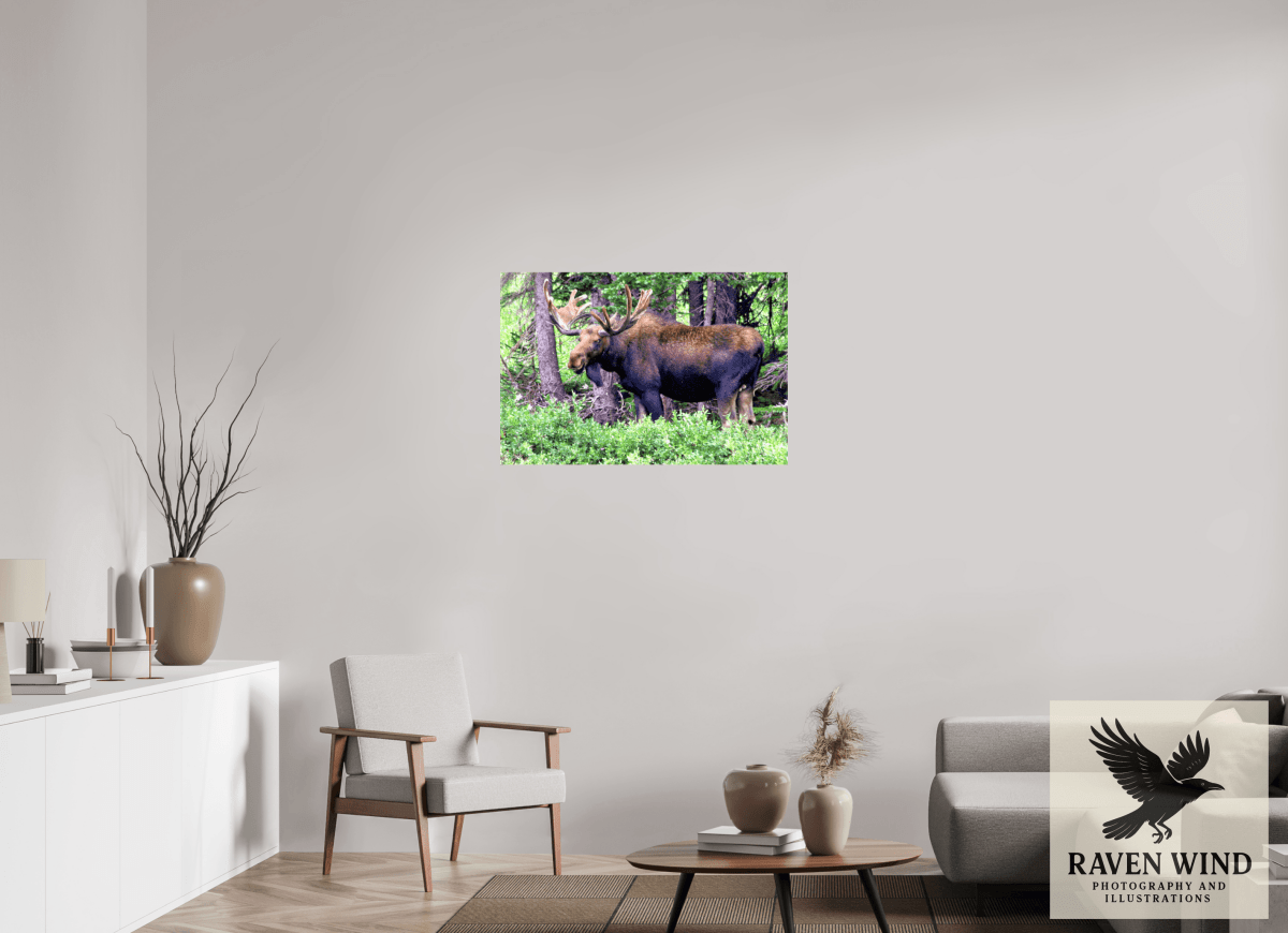 Raven Wind Photography & Illustrations-Watchful Moose Fine Art Wildlife Print -