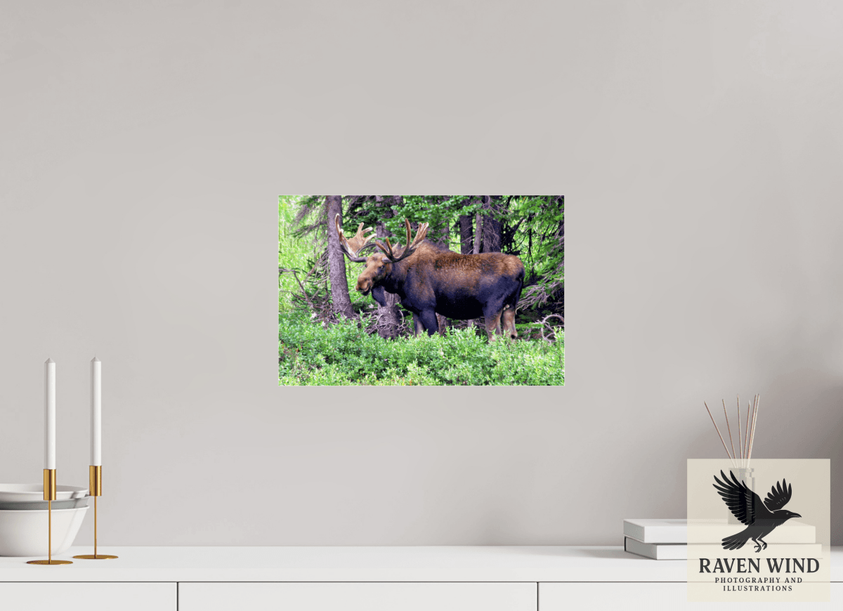 Raven Wind Photography & Illustrations-Watchful Moose Fine Art Wildlife Print -
