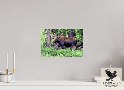 Raven Wind Photography & Illustrations-Watchful Moose Fine Art Wildlife Print -