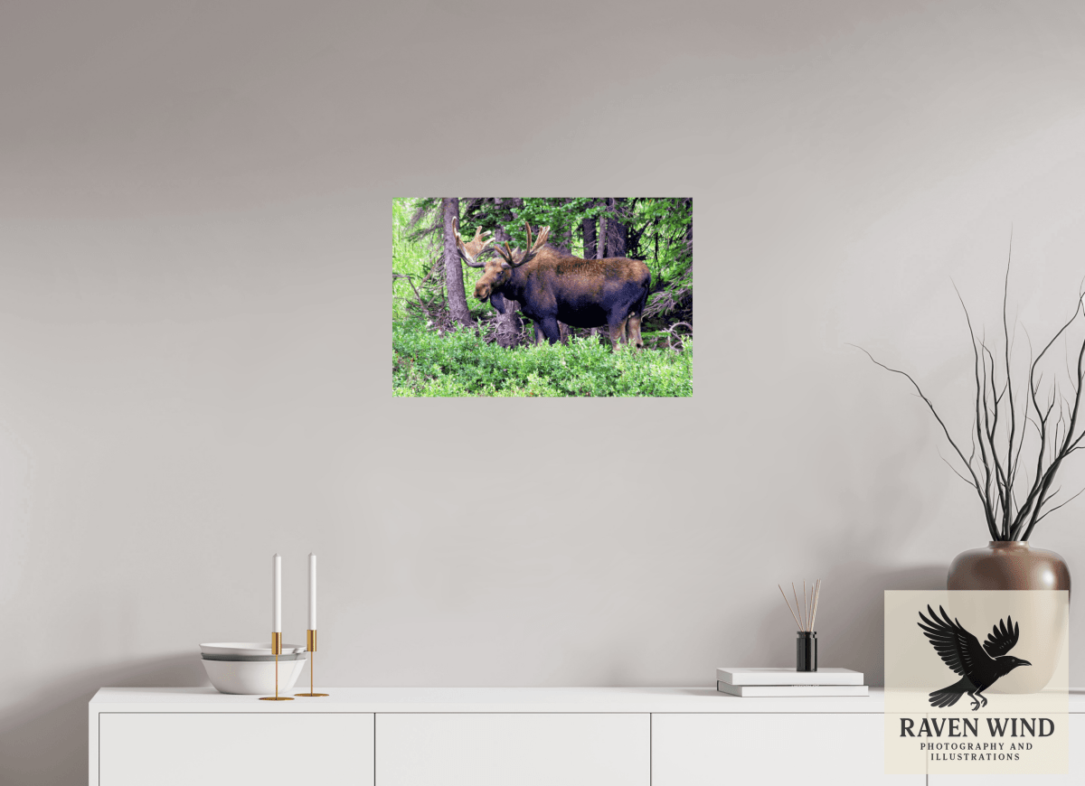 Raven Wind Photography & Illustrations-Watchful Moose Fine Art Wildlife Print -