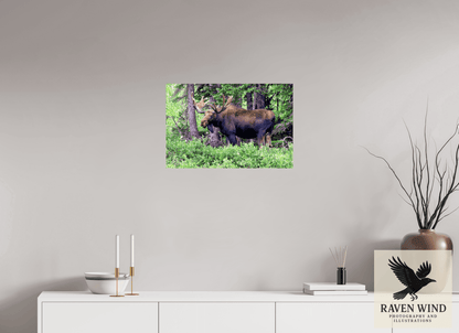 Raven Wind Photography & Illustrations-Watchful Moose Fine Art Wildlife Print -