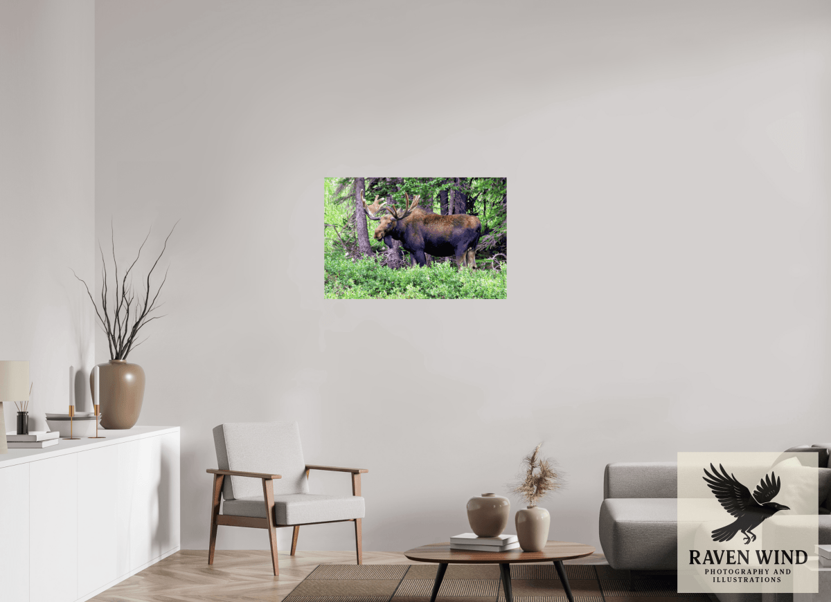 Raven Wind Photography & Illustrations-Watchful Moose Fine Art Wildlife Print -