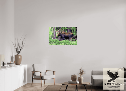 Raven Wind Photography & Illustrations-Watchful Moose Fine Art Wildlife Print -