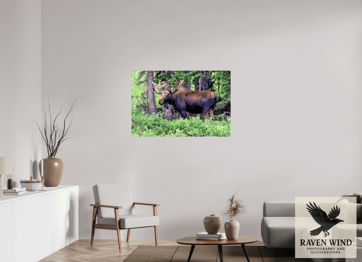 Raven Wind Photography & Illustrations-Watchful Moose Fine Art Wildlife Print -