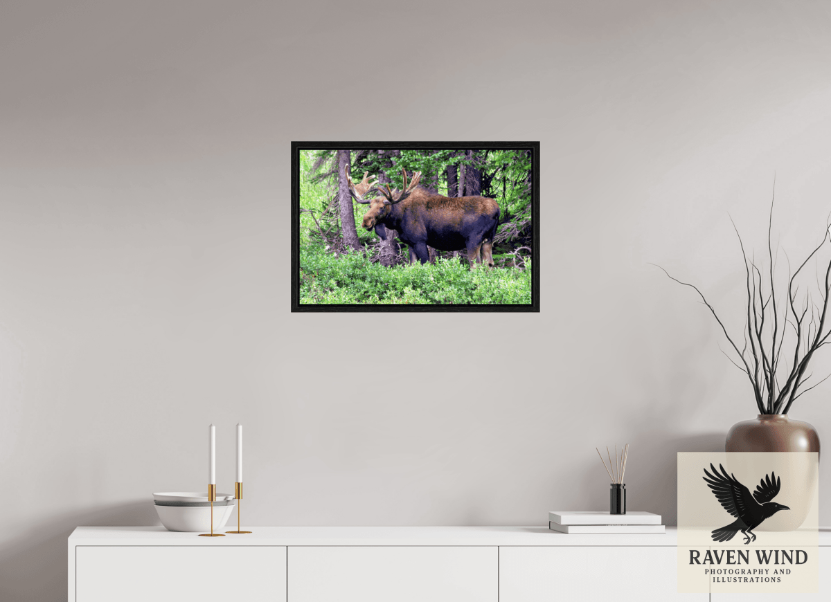 Raven Wind Photography & Illustrations-Watchful Moose Fine Art Wildlife Print -