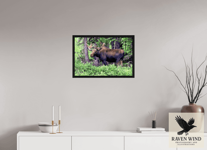 Raven Wind Photography & Illustrations-Watchful Moose Fine Art Wildlife Print -