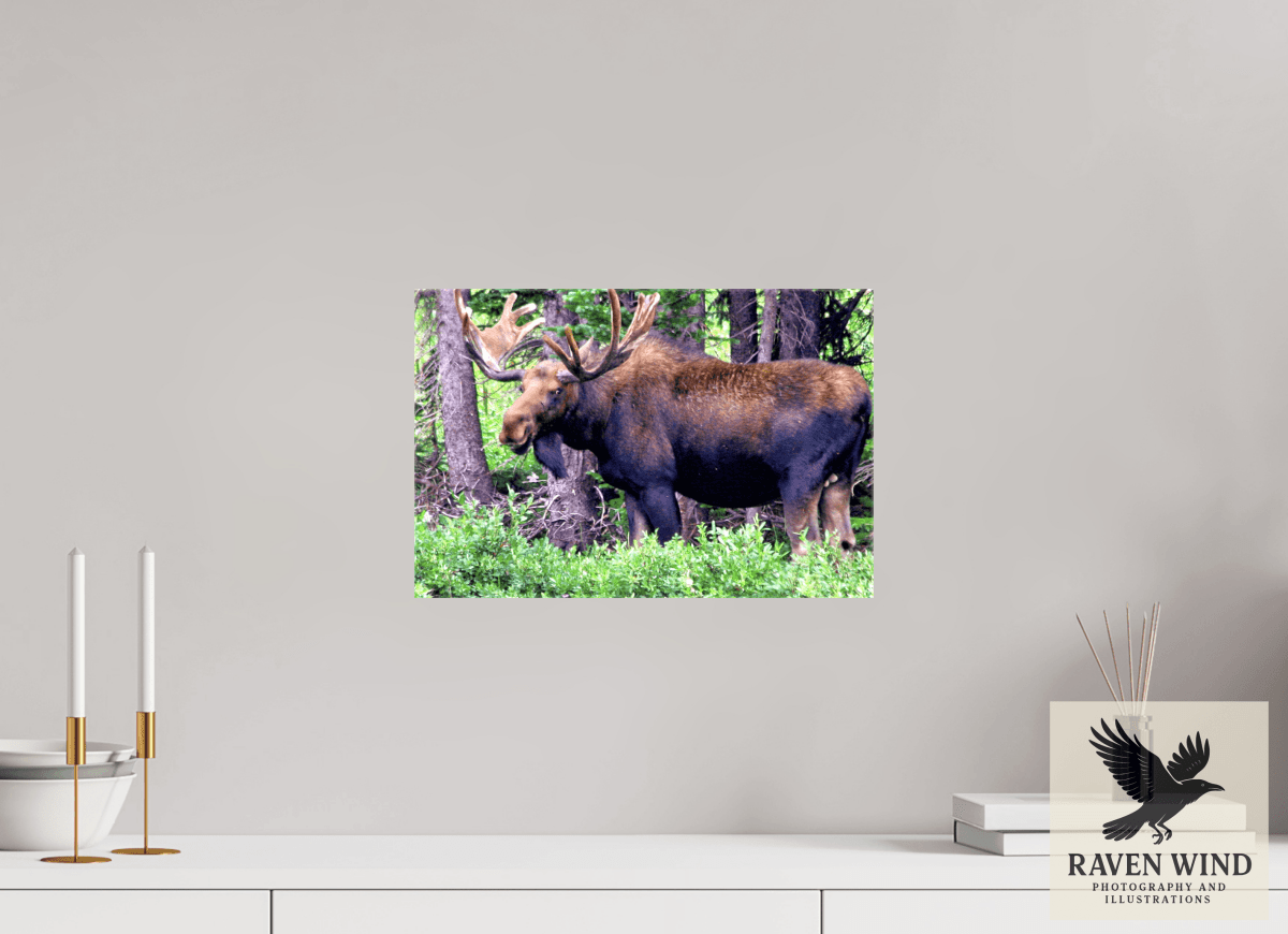 Raven Wind Photography & Illustrations-Watchful Moose Fine Art Wildlife Print -