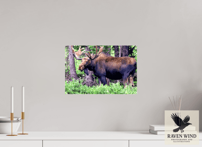 Raven Wind Photography & Illustrations-Watchful Moose Fine Art Wildlife Print -