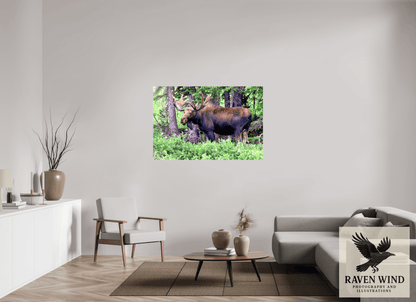 Raven Wind Photography & Illustrations-Watchful Moose Fine Art Wildlife Print -