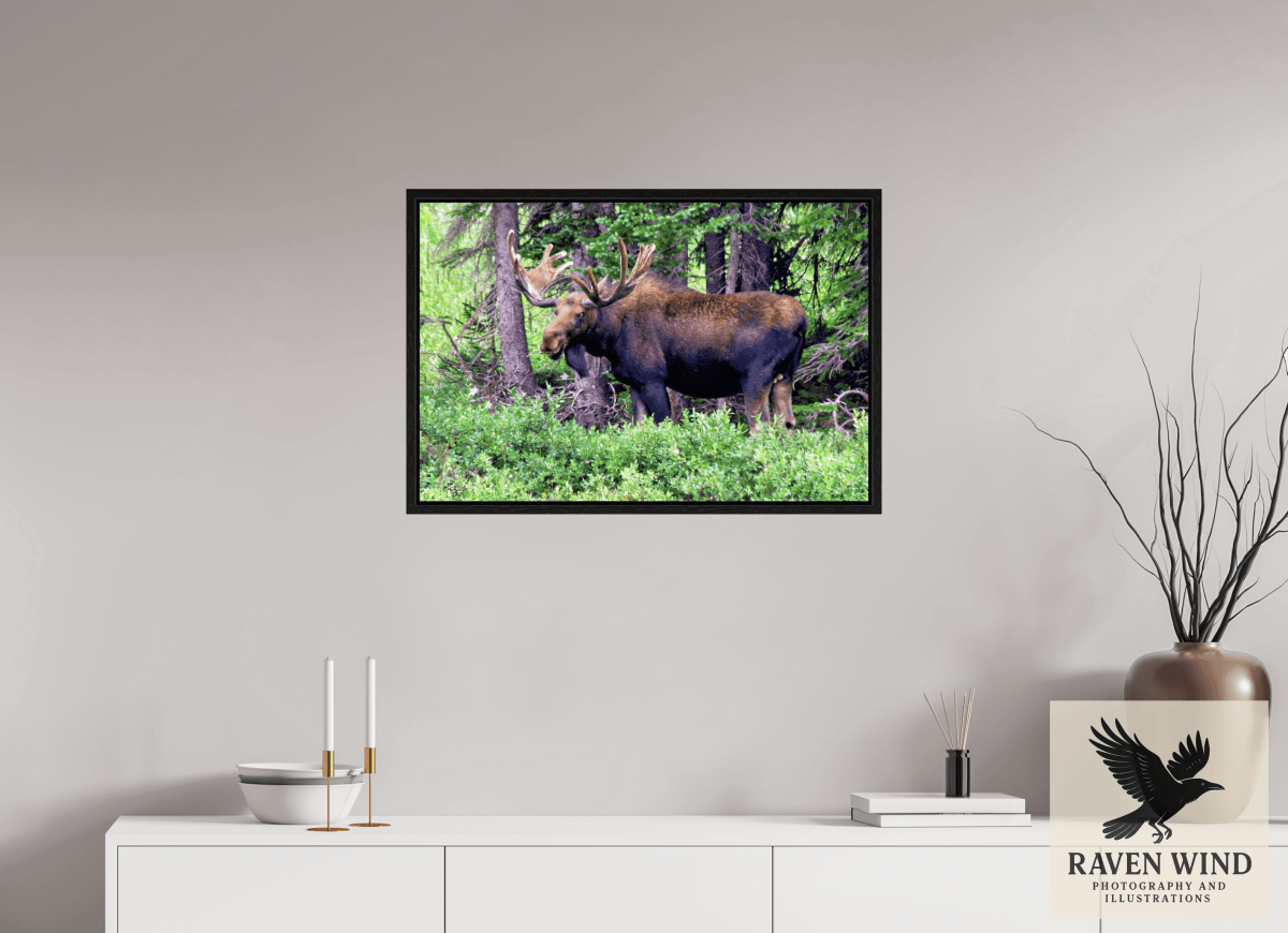 Raven Wind Photography & Illustrations-Watchful Moose Fine Art Wildlife Print -