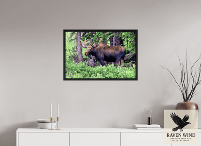 Raven Wind Photography & Illustrations-Watchful Moose Fine Art Wildlife Print -