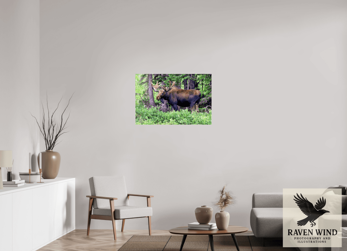 Raven Wind Photography & Illustrations-Watchful Moose Fine Art Wildlife Print -