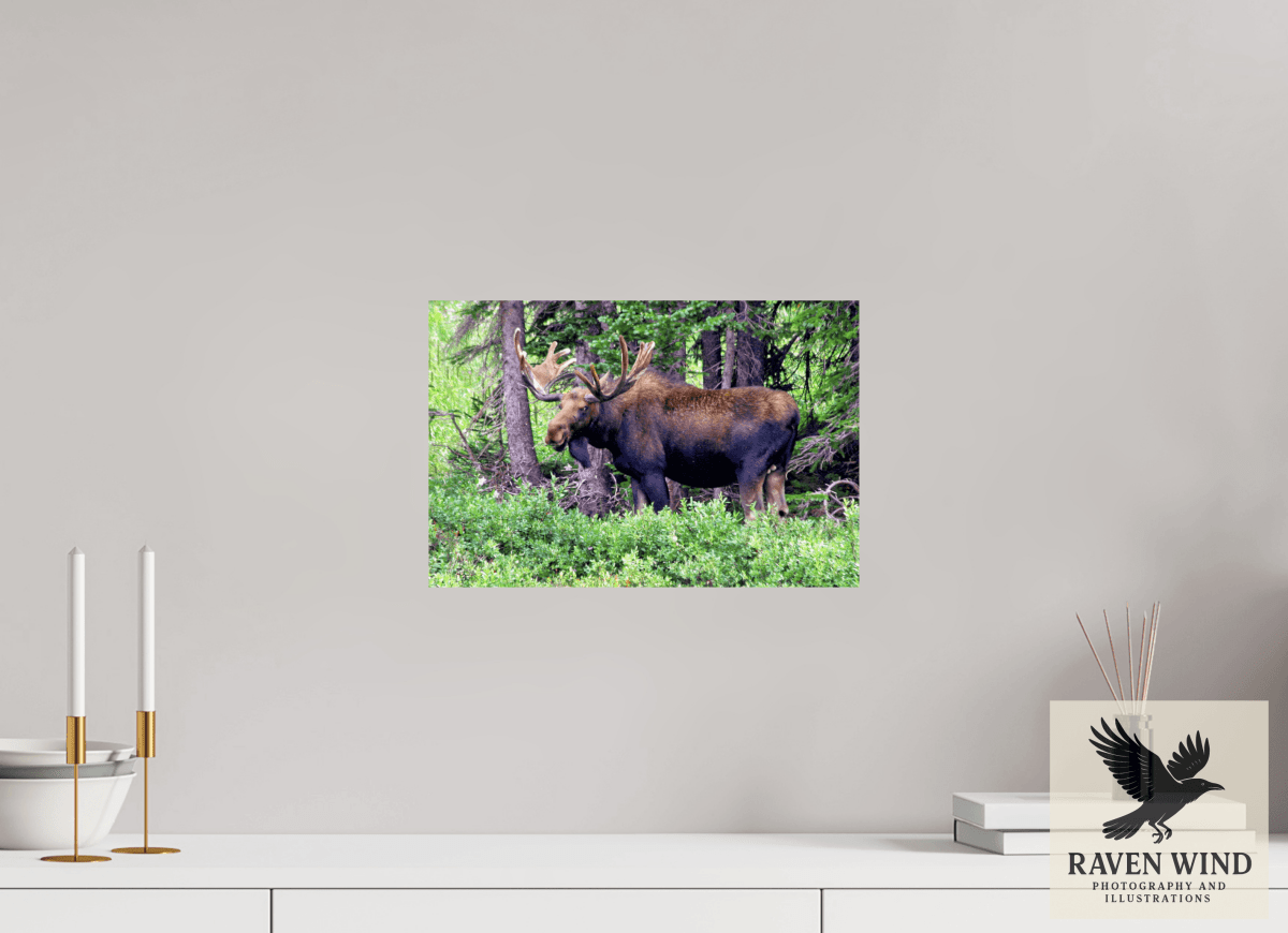 Raven Wind Photography & Illustrations-Watchful Moose Fine Art Wildlife Print -