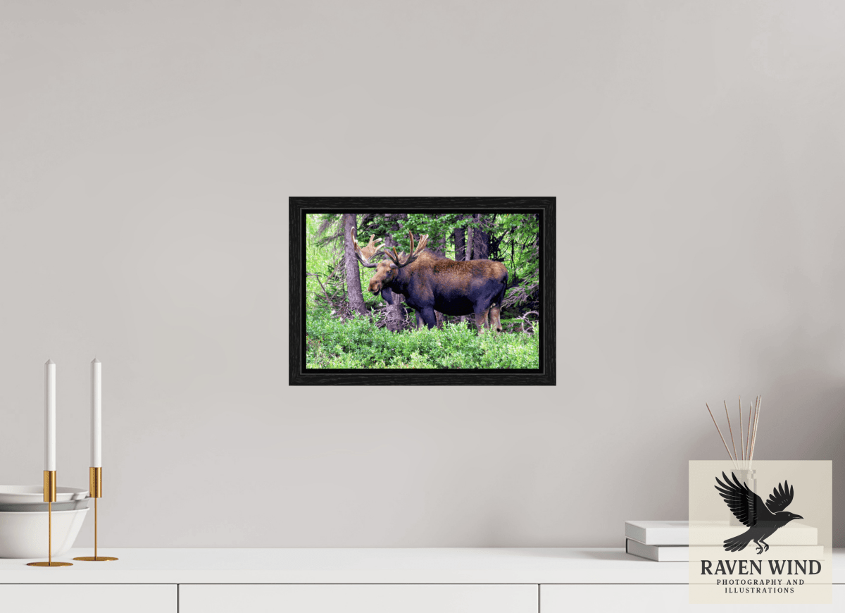 Raven Wind Photography & Illustrations-Watchful Moose Fine Art Wildlife Print -