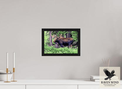Raven Wind Photography & Illustrations-Watchful Moose Fine Art Wildlife Print -
