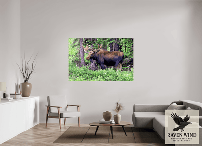 Raven Wind Photography & Illustrations-Watchful Moose Fine Art Wildlife Print -