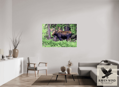 Raven Wind Photography & Illustrations-Watchful Moose Fine Art Wildlife Print -