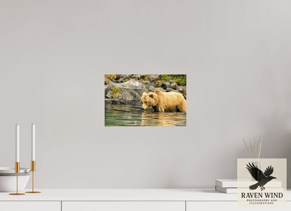 Raven Wind Photography & Illustrations-Wild Focus Fine Art Wildlife Print -