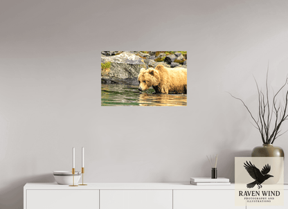 Raven Wind Photography & Illustrations-Wild Focus Fine Art Wildlife Print -