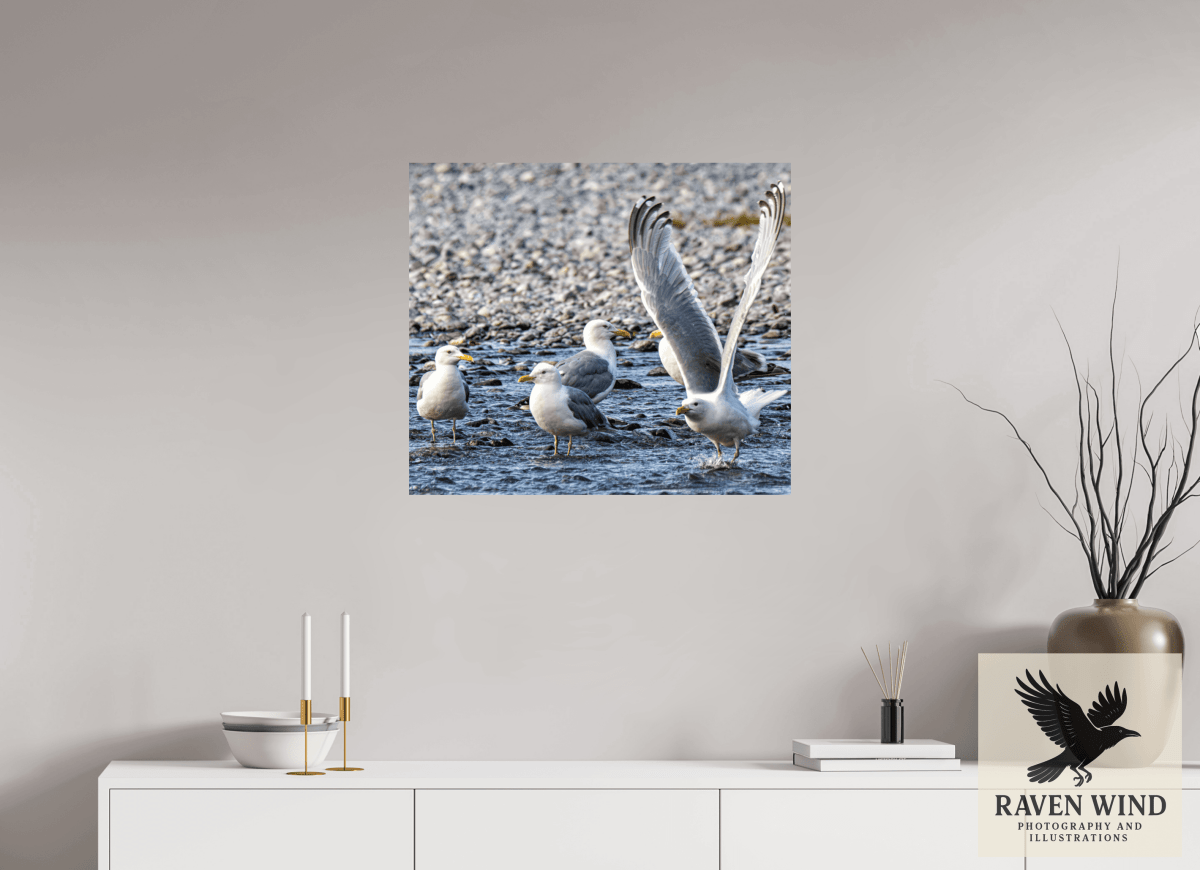 Raven Wind Photography & Illustrations-Wings in Motion - Seagulls on the Kasilof River, Fine Art Wildlife Print -