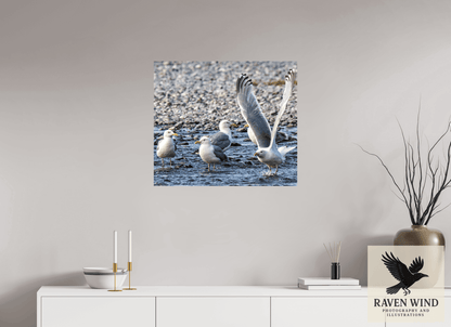 Raven Wind Photography & Illustrations-Wings in Motion - Seagulls on the Kasilof River, Fine Art Wildlife Print -