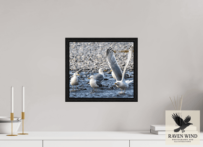 Raven Wind Photography & Illustrations-Wings in Motion - Seagulls on the Kasilof River, Fine Art Wildlife Print -