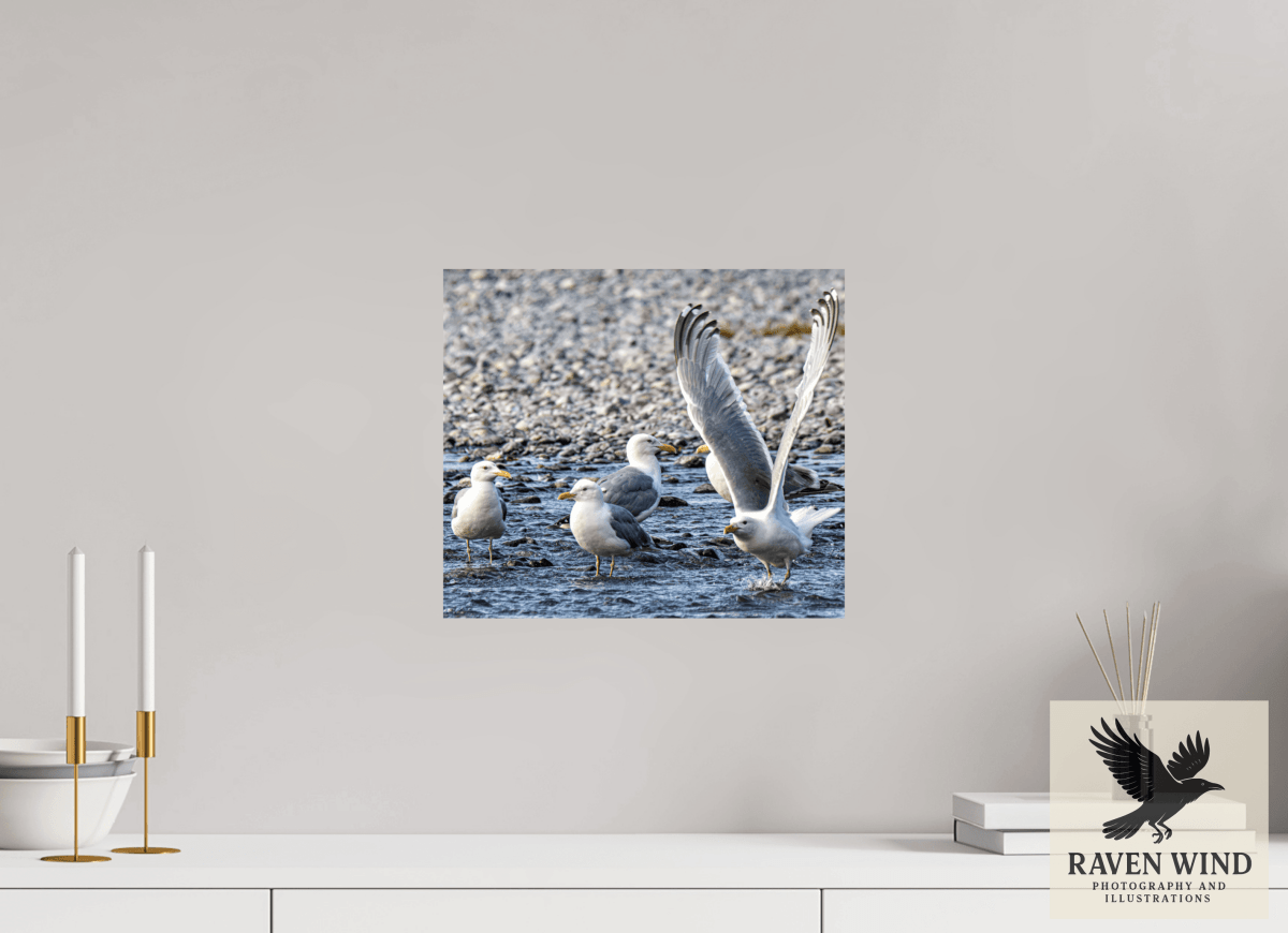 Raven Wind Photography & Illustrations-Wings in Motion - Seagulls on the Kasilof River, Fine Art Wildlife Print -