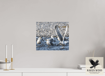 Raven Wind Photography & Illustrations-Wings in Motion - Seagulls on the Kasilof River, Fine Art Wildlife Print -