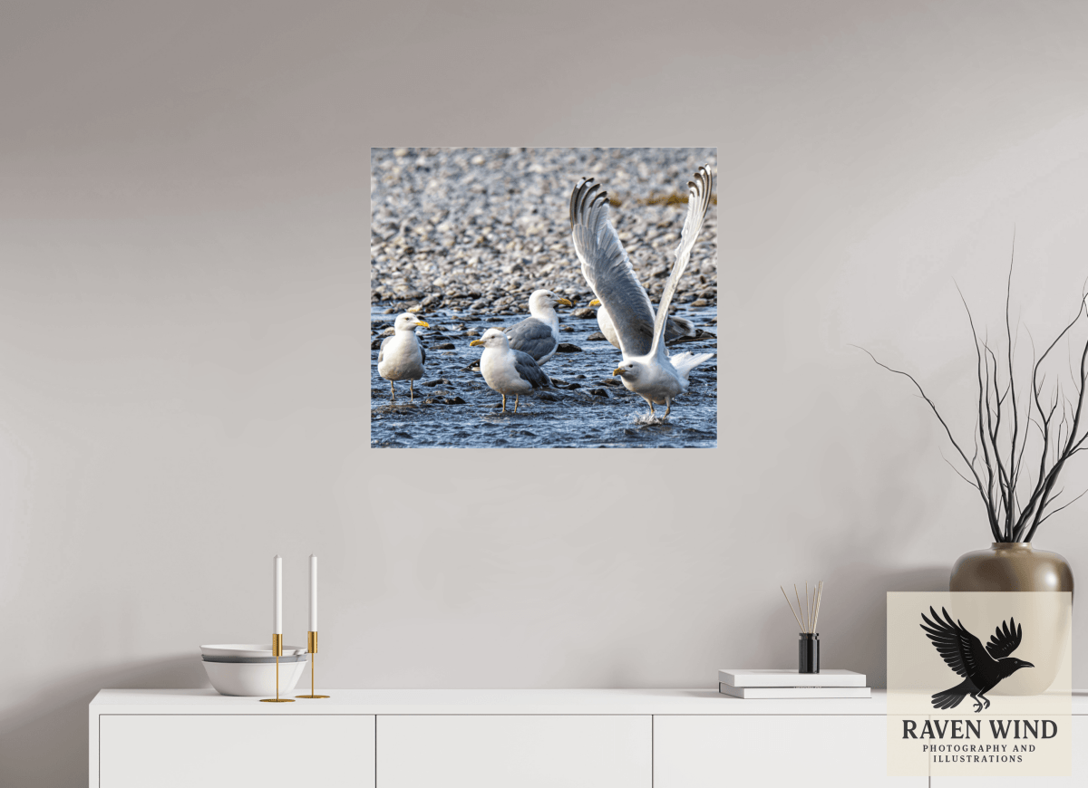 Raven Wind Photography & Illustrations-Wings in Motion - Seagulls on the Kasilof River, Fine Art Wildlife Print -
