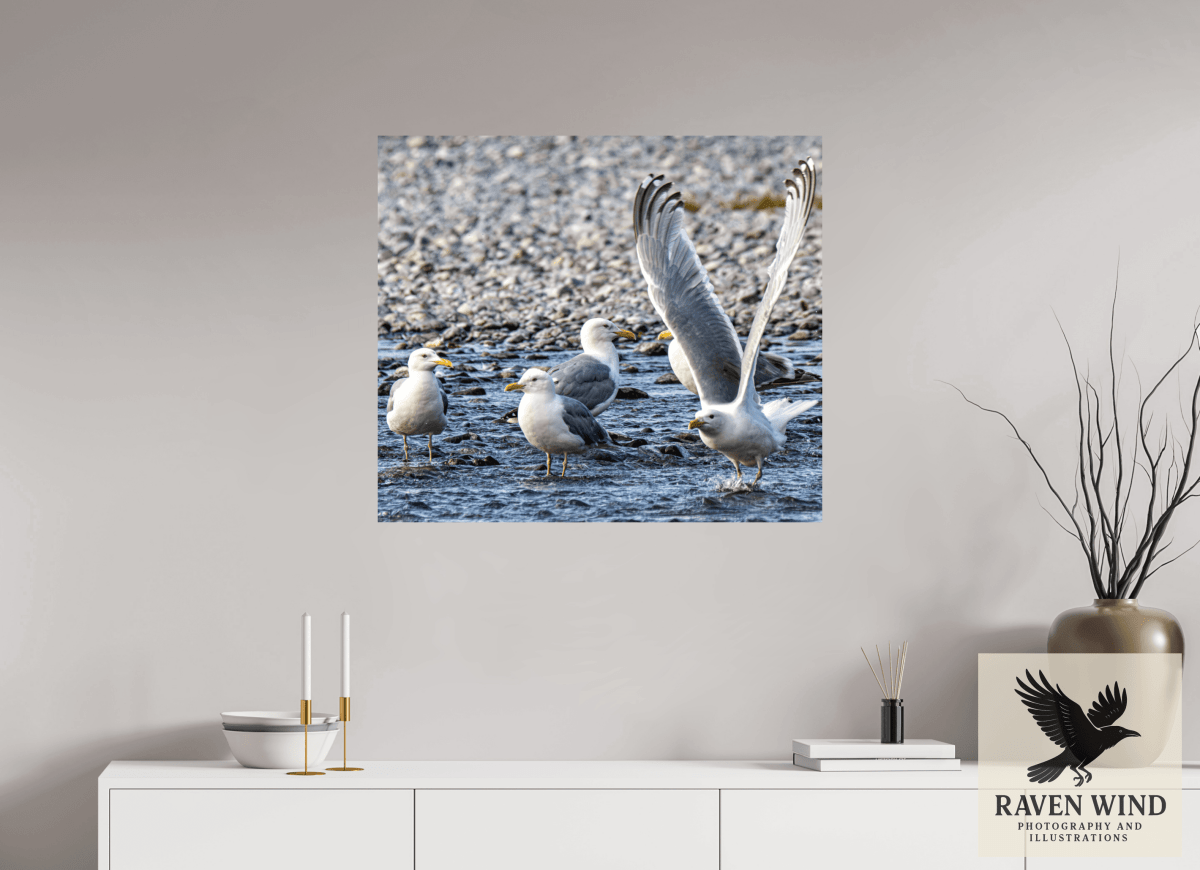 Raven Wind Photography & Illustrations-Wings in Motion - Seagulls on the Kasilof River, Fine Art Wildlife Print -