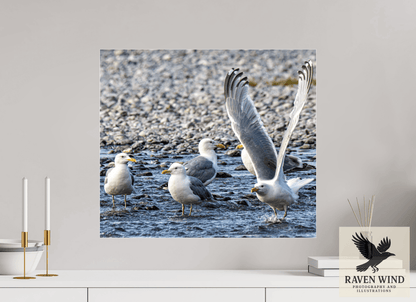 Raven Wind Photography & Illustrations-Wings in Motion - Seagulls on the Kasilof River, Fine Art Wildlife Print -