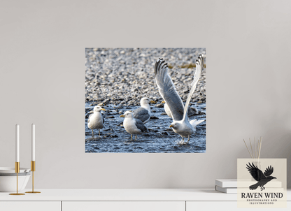 Raven Wind Photography & Illustrations-Wings in Motion - Seagulls on the Kasilof River, Fine Art Wildlife Print -