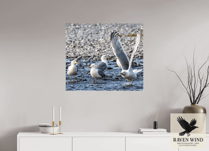 Raven Wind Photography & Illustrations-Wings in Motion - Seagulls on the Kasilof River, Fine Art Wildlife Print -