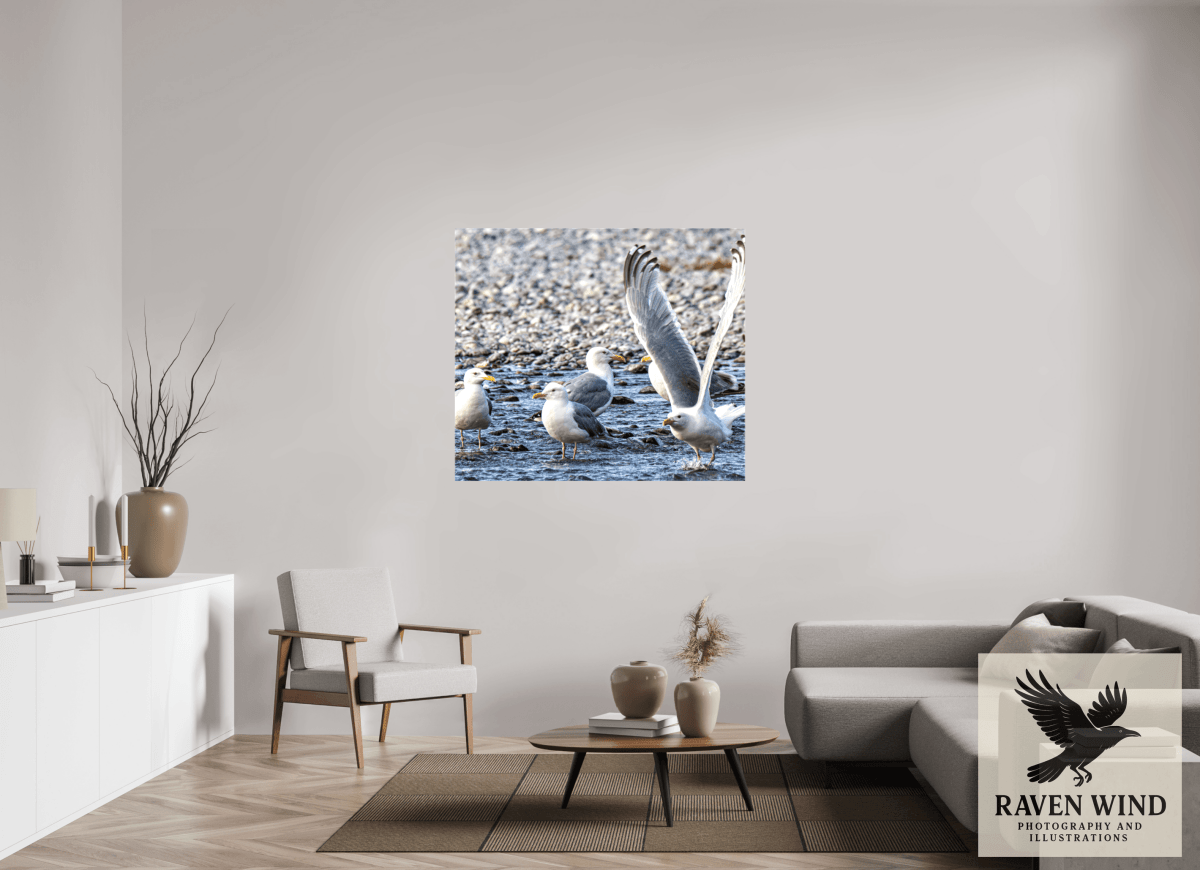 Raven Wind Photography & Illustrations-Wings in Motion - Seagulls on the Kasilof River, Fine Art Wildlife Print -