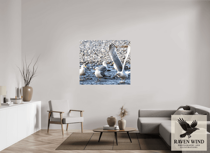 Raven Wind Photography & Illustrations-Wings in Motion - Seagulls on the Kasilof River, Fine Art Wildlife Print -
