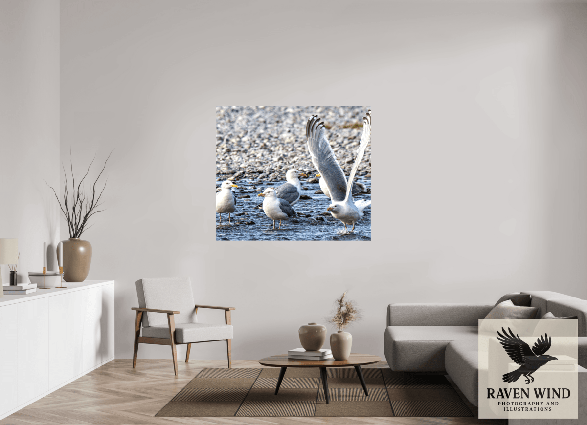 Raven Wind Photography & Illustrations-Wings in Motion - Seagulls on the Kasilof River, Fine Art Wildlife Print -