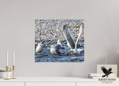 Raven Wind Photography & Illustrations-Wings in Motion - Seagulls on the Kasilof River, Fine Art Wildlife Print -