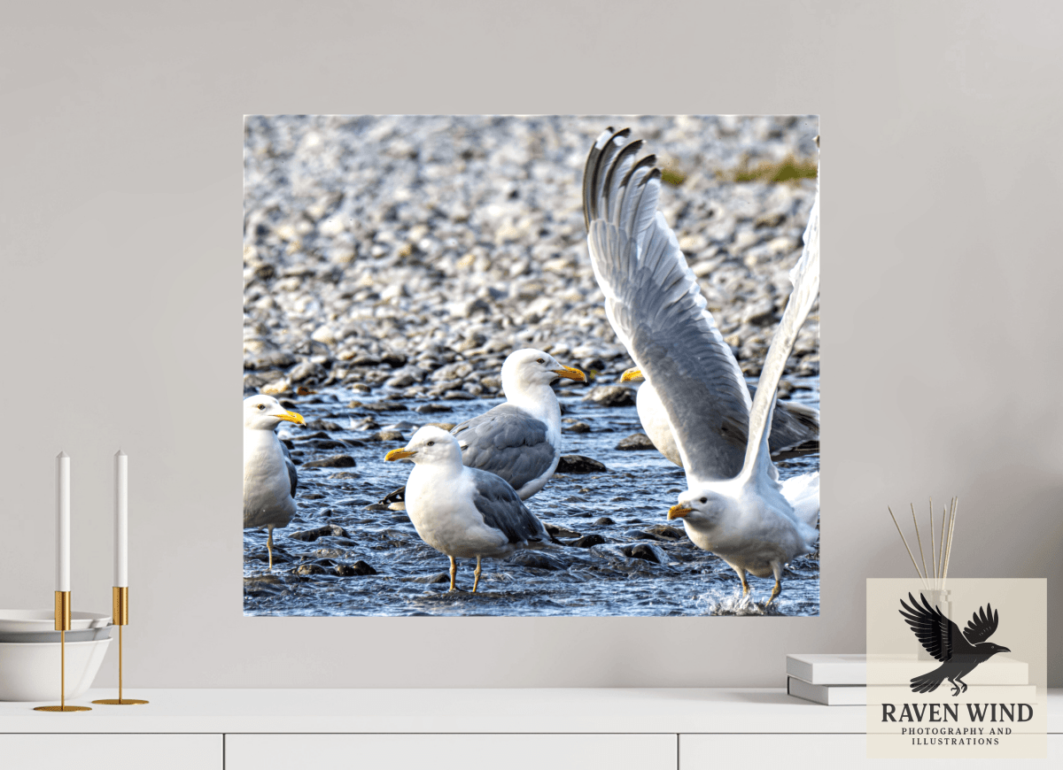 Raven Wind Photography & Illustrations-Wings in Motion - Seagulls on the Kasilof River, Fine Art Wildlife Print -