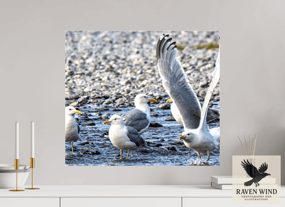 Raven Wind Photography & Illustrations-Wings in Motion - Seagulls on the Kasilof River, Fine Art Wildlife Print -