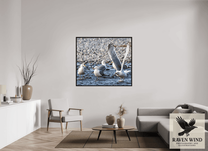 Raven Wind Photography & Illustrations-Wings in Motion - Seagulls on the Kasilof River, Fine Art Wildlife Print -
