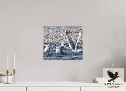 Raven Wind Photography & Illustrations-Wings in Motion - Seagulls on the Kasilof River, Fine Art Wildlife Print -