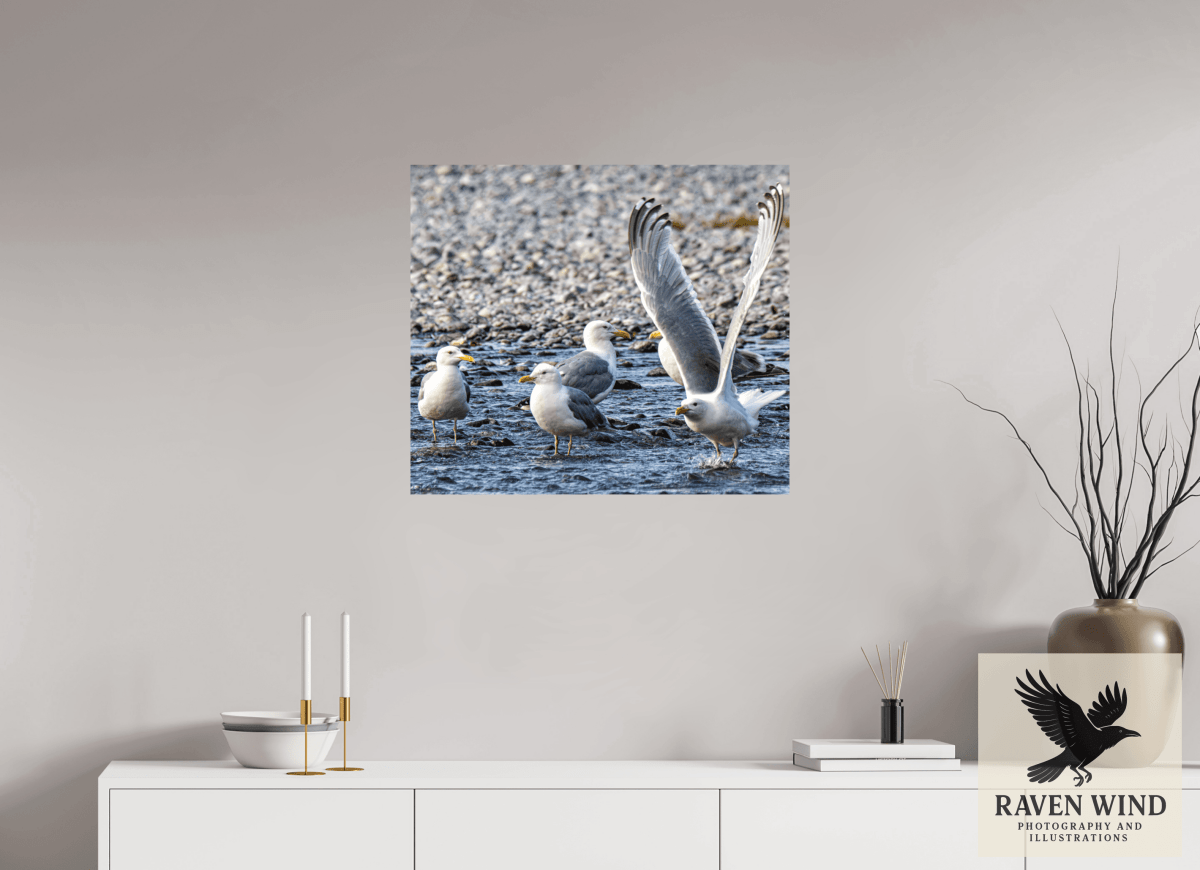 Raven Wind Photography & Illustrations-Wings in Motion - Seagulls on the Kasilof River, Fine Art Wildlife Print -