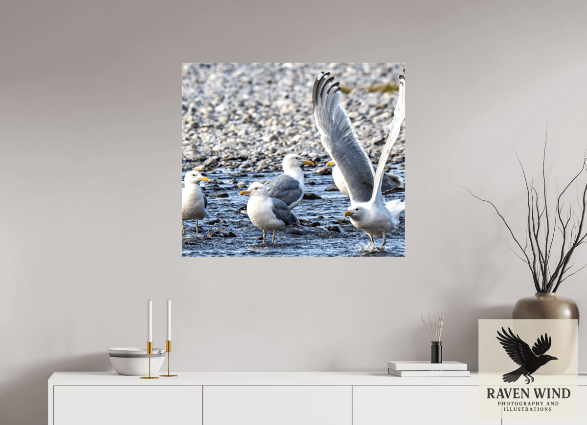 Raven Wind Photography & Illustrations-Wings in Motion - Seagulls on the Kasilof River, Fine Art Wildlife Print -