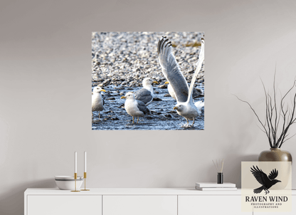 Raven Wind Photography & Illustrations-Wings in Motion - Seagulls on the Kasilof River, Fine Art Wildlife Print -
